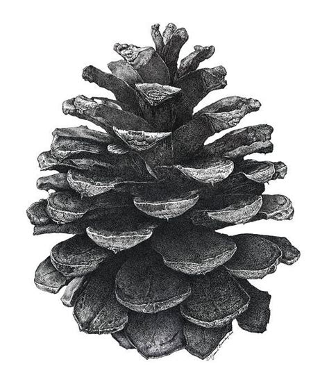 Pine Cone By William Beauchamp Pine Cone Drawing Stippling Art