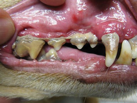 Dogs can break teeth easier than you might think. Enfermedad periodontal en gatos - Tratamiento y prevención