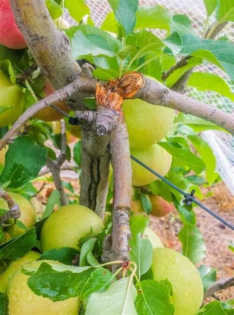 Grow Great Fruit Mending Broken Branches In Fruit Trees