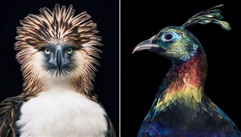 11 Rare And Endangered Birds That Look Simply Stunning Nature And