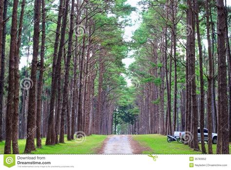 Pine Forest In Thailand Stock Photo Image Of Light Green 35783952