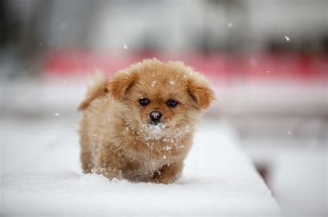 10 Adorable Puppies Playing In Their First Snow Pictures