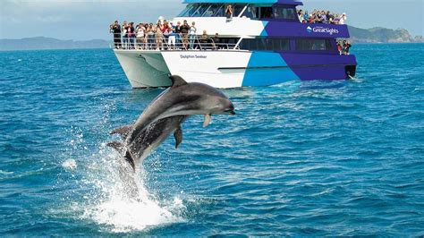 Dolphins And Whales In The Bay Of Islands Greatsights New Zealand