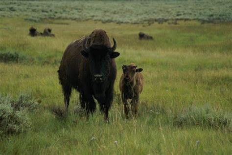 Free Images Grass Field Meadow Prairie Adventure Animal