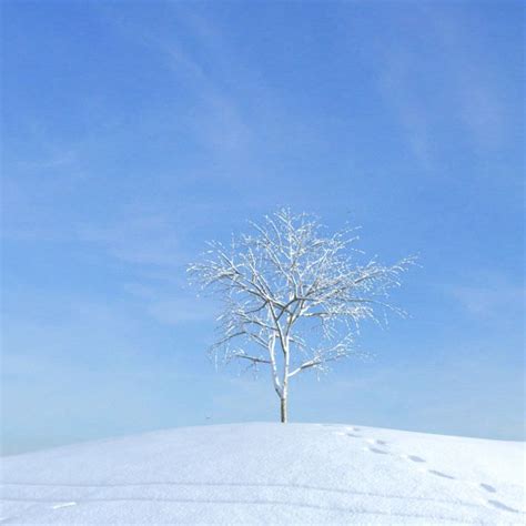3d Snow Covered Tree Cgtrader