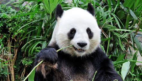 Giant Pandas Are Black And White For 2 Reasons Futurity