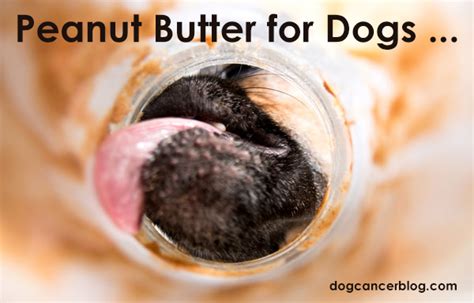 The Dangers Of Peanut Butter For Dogs Dog Cancer Blog
