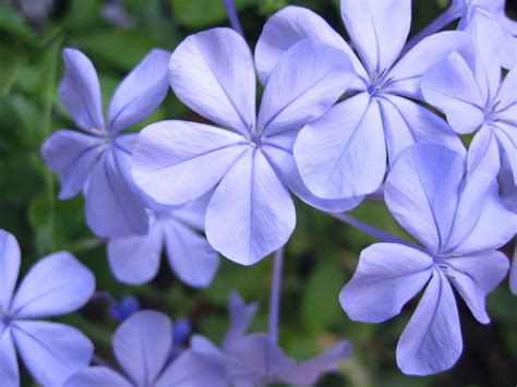 Names Of Flowers Blue Jasmine