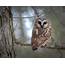 Owl Photography Contest  International Festival Of Owls