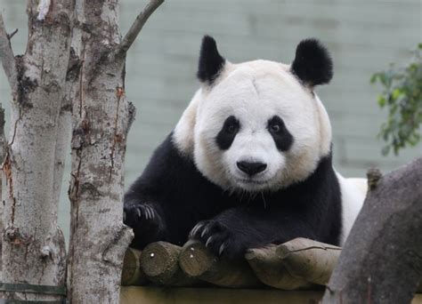 Uks Only Female Giant Panda Tian Tian Artificially Inseminated At