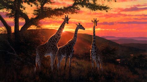 2560x1440 Giraffe Photography 1440p Resolution Wallpaper Hd Animals 4k