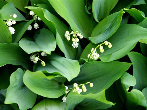 Lily Of The Valley A Must Have For Your Garden Blog Embassy