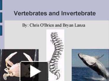 PPT Vertebrates And Invertebrate PowerPoint Presentation Free To