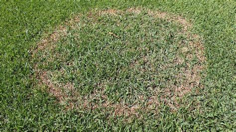 Easy Methods To Repair Brown Patch In Your Garden Sod College