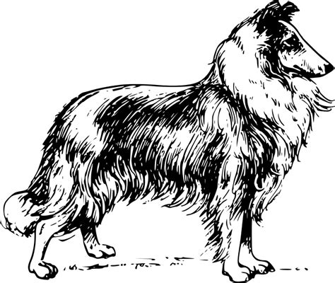 Clipart Collie 20 Free Cliparts Download Images On Clipground 2021