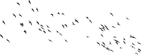 8 Flock Of Birds Silhouette Png Transparent