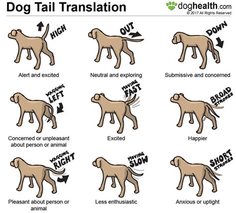 What Your Dogs Tail Can Tell You