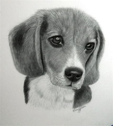 A Pencil Drawing Of A Dogs Face