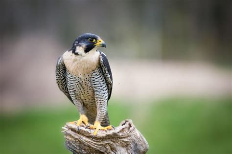 Beloved Uc Berkeley Falcon Injured Treated In Walnut Creek