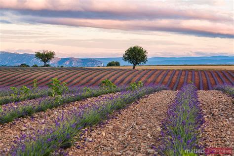Lavender Field And Tree At Sunrise Provence France Royalty Free Image