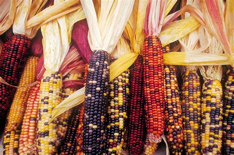 Colored Corn Photograph By Tim Canwell