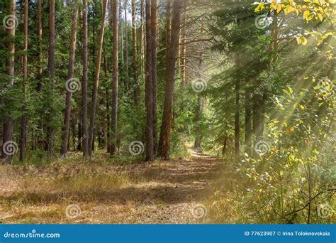 Autumn Pine Forest Stock Image Image Of Country Season 77623907