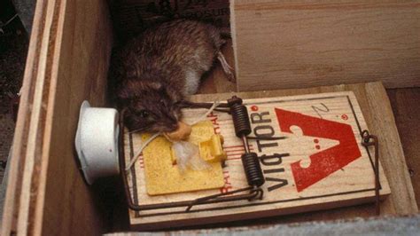 Professional Rat Trap Snap Rodent Control Mouse Catcher 6 Piecesblack