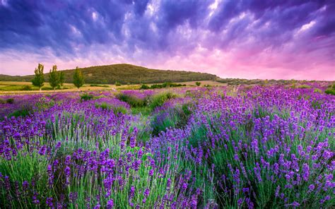 Plants Lavender Field Tihany In Hungary Flowers Wallpaper Hd
