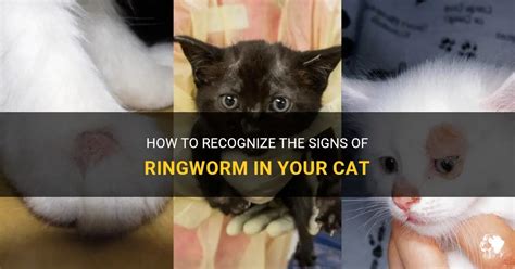 How To Recognize The Signs Of Ringworm In Your Cat Petshun