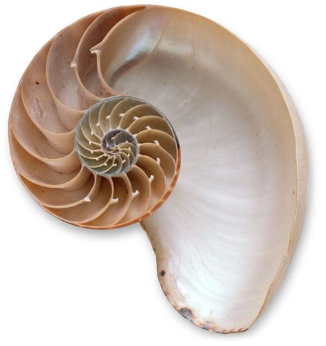 Sea Animals With Hard Shells How Are Seashells Created Or Any Other