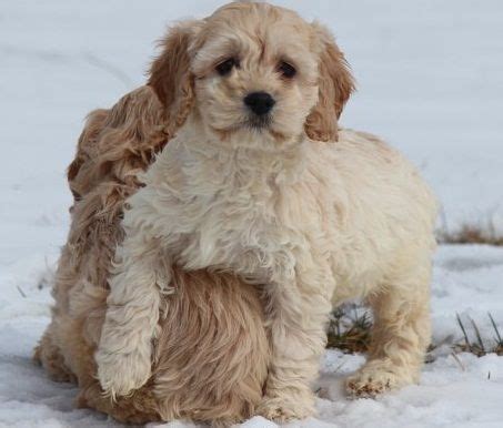 Structure, soundness, type, movement & color. Cockapoo Puppies For Sale | Knoxville, TN #293408