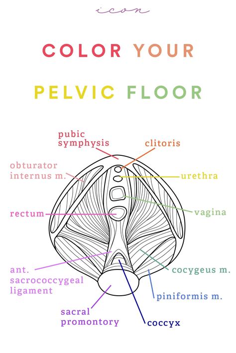 8 Reasons To Adore Your Pelvic Floor Pelvic Floor No Equipment