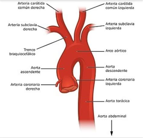 An Image Of The Anatomy Of The Human Heart And Its Major Vessels