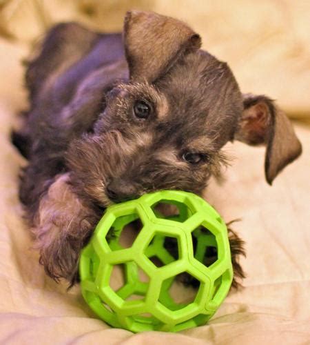 Receive a quote in seconds, submit claims from your mobile device, and get reimbursed electronically. Common Medical Problems With Miniature Schnauzers | Dog ...
