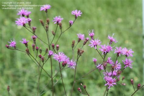 Purple flowers are stunning (imho). Plant Identification: CLOSED: purple wildflower (weed ...