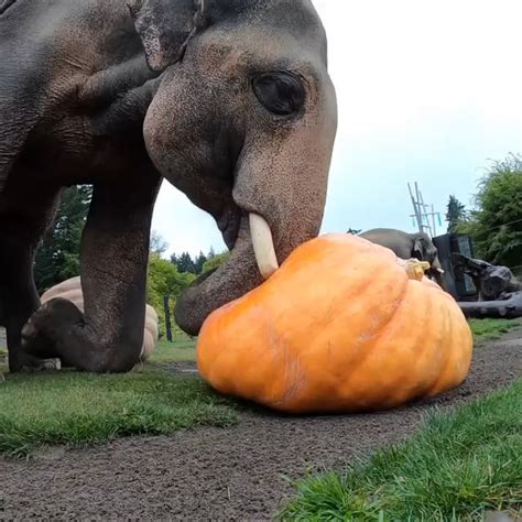 The Sound Of Elephants Stomping And Smashing These Giant Pumpkins Roddlysatisfying
