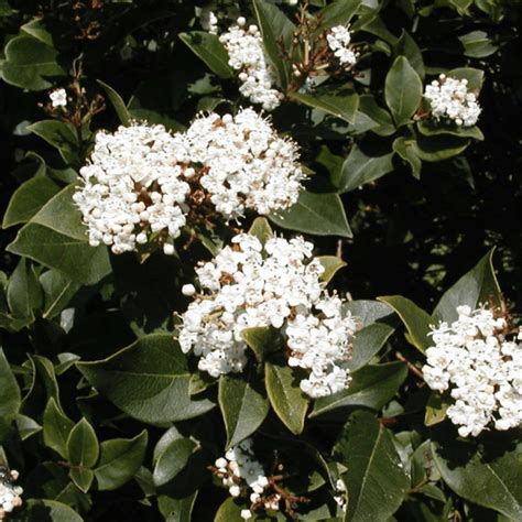 Viburnum Tinus French White Winter Flowering Shrubs Viburnum
