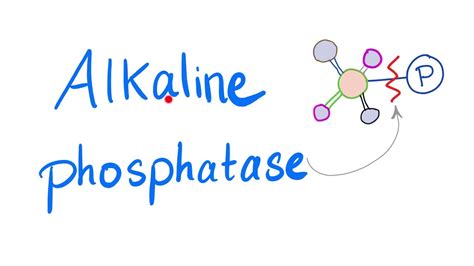 Low levels of alkaline phosphatase may be seen temporarily after blood transfusions or heart bypass surgery. Alkaline Phosphatase - Everything you need to know about it