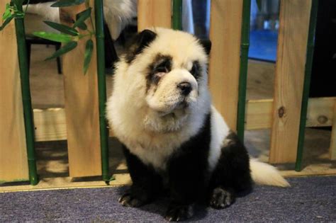 This Chinese Cafe Makes Pups Look Like Pandas Neatorama