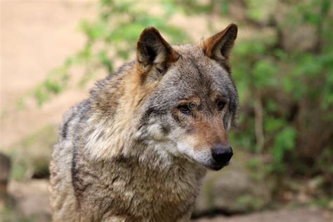 Lobo Septentrional De Rocky Mountains Irremotus Del Lupus De Canis