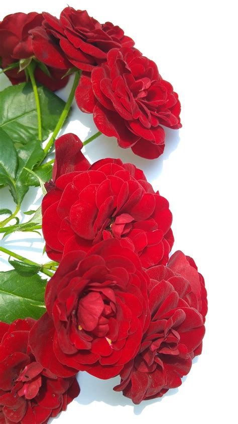 Rosas Vermelhas Jardim Parque Foto Gratuita No Pixabay Pixabay