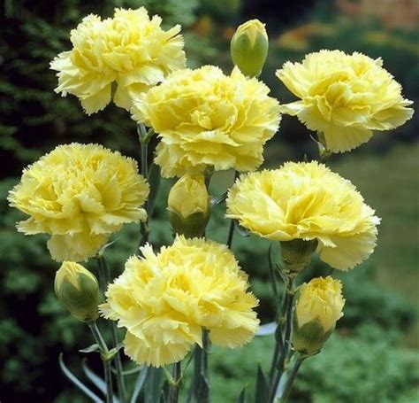 Learn all about the sunniest yellow flowers and their interesting flower meanings. Pin on Wedding Flowers