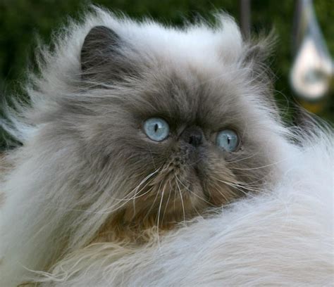 Romeouws Persian And Exotic Cat Breeder Sunbury Vic