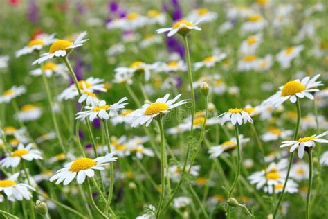 Chamomile Field Stock Image Image Of White Color Flower 24923973