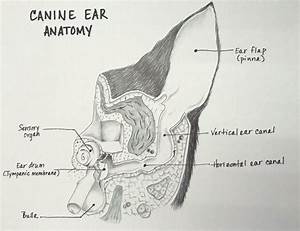 Chronic Ear Infections And Total Ear Canal Ablation Veterinary