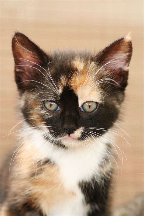 Calico Kitten Cute Cats Cats Baby Animals