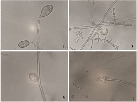 Morphological Structures Of Phytophthora Species 1 Nonpapillate