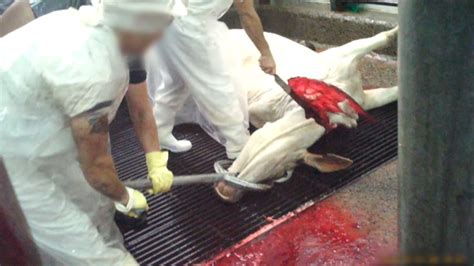 Peta Exposes The Truth Behind Kosher Slaughter