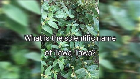 Health Benefits Of Tawa Tawa Plant Youtube