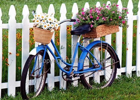 Old Bike Flower Baskets Photography Daisies Bike And Flowers
